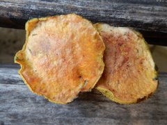 Boletus sensibilis