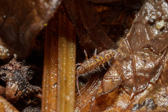Orchesella