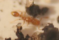 Solenopsis molesta