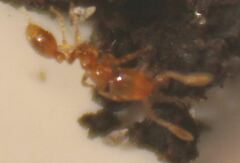 Solenopsis molesta