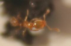 Solenopsis molesta