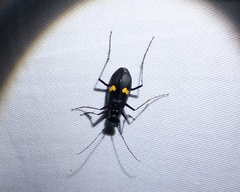 Oxycheila tristis