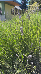 Lavandula angustifolia