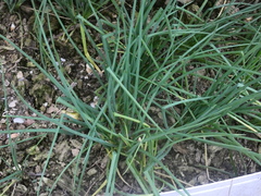 Allium schoenoprasum