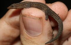 Sphaerodactylus notatus notatus