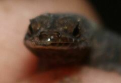 Sphaerodactylus notatus notatus