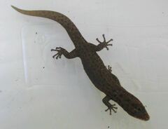 Sphaerodactylus notatus notatus