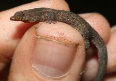 Sphaerodactylus notatus notatus