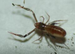 Chthoniidae
