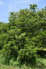 Symplocos paniculata