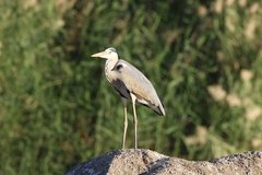 Ardea cinerea