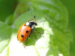 Cryptocephalus cordiger