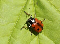 Cryptocephalus cordiger