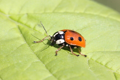 Cryptocephalus cordiger