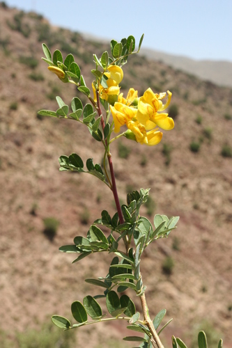 Colutea arborescens L.