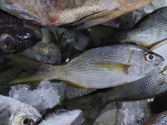 Haemulon maculicauda