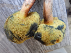 Boletus sensibilis