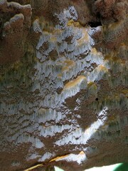 Inonotus glomeratus