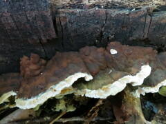 Inonotus glomeratus