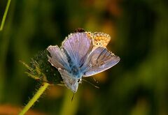 Polyommatus icarus