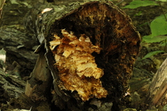 Inonotus glomeratus
