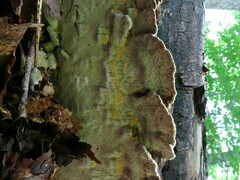 Inonotus glomeratus