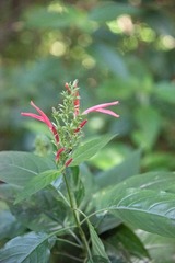 Dianthera secunda