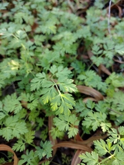Chaerophyllum tainturieri