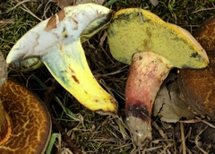 Boletus sensibilis