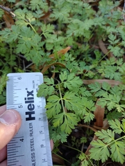 Chaerophyllum tainturieri