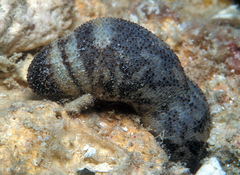 Actinopoda