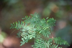 Mimoseae