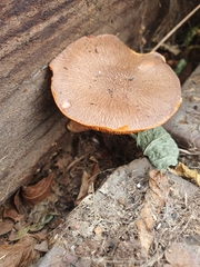 Gymnopilus purpuratus