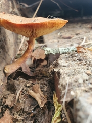 Gymnopilus purpuratus