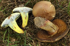 Boletus sensibilis