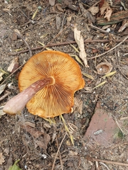 Gymnopilus purpuratus