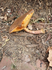 Gymnopilus purpuratus