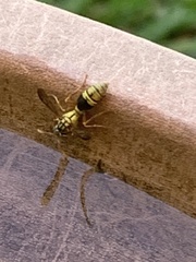 Ropalidia romandi
