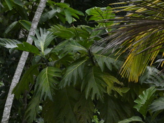 Artocarpus camansi