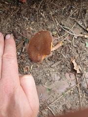 Gymnopilus purpuratus