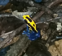 Dendrobates tinctorius