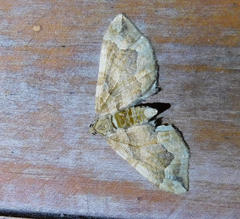 Pelurga comitata