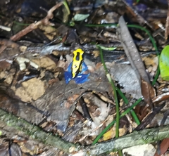 Dendrobates tinctorius