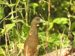 Isabelline Bush-Hen photo 3