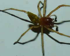 Cheiracanthium punctorium