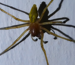 Cheiracanthium punctorium