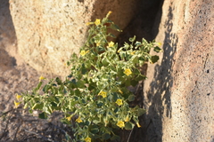 Physalis crassifolia