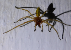 Cheiracanthium punctorium