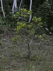 Anacardium occidentale