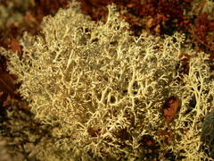 Cladonia arbuscula